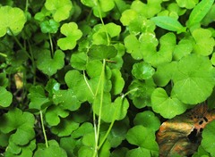Hydrocotyle robusta
