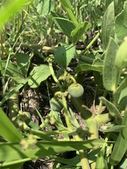 Cissus diversilobata