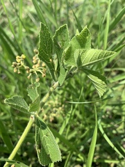 Cissus diversilobata