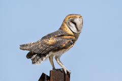 Tyto alba poensis
