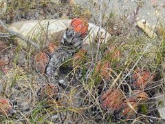 Haworthiopsis fasciata