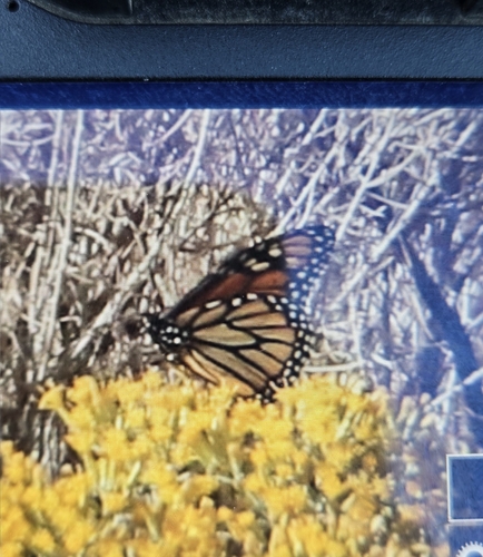 Monarch photographed in Washington