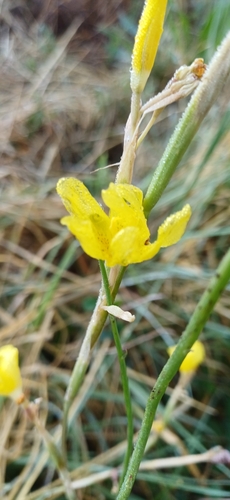 Pale Tulp (Moraea pallida)
