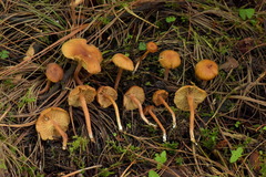 Rhodophana nitellina