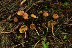 Rhodophana nitellina