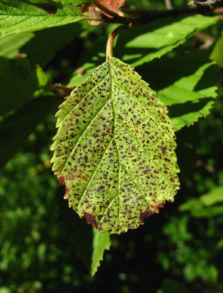 Leptothyrium