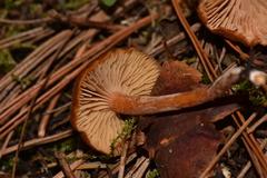 Rhodophana nitellina