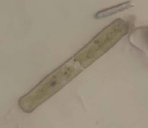 Penium exiguum