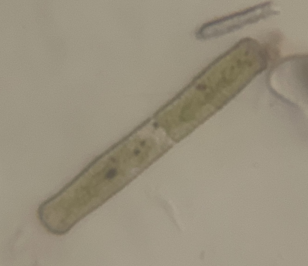 Penium exiguum