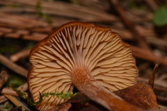 Rhodophana nitellina