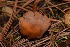 Rhodophana nitellina