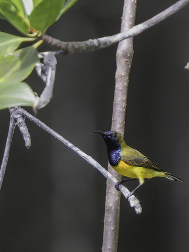 Ornate Sunbird (Cinnyris ornatus), photo 9