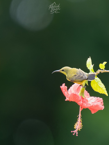 Ornate Sunbird (Cinnyris ornatus), photo 5