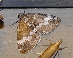 Perizoma alchemillata