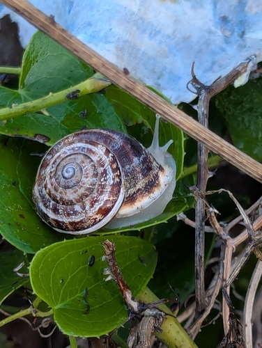 Chiocciola fasciata mediterranea