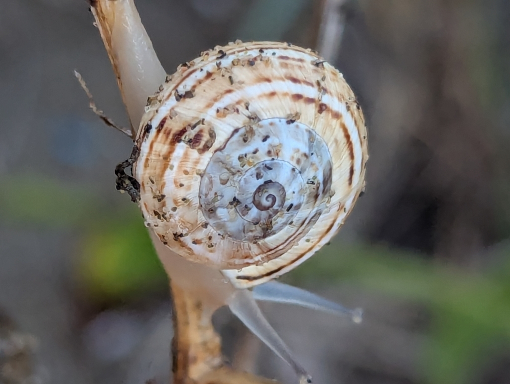 Mittelmeer-Sandschnecke