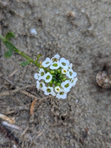 Sweet alyssum