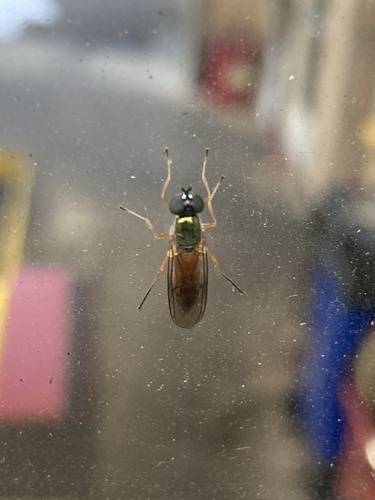Unknown species found near SW Beaverton Hillsdale Hwy, Portland, OR, US