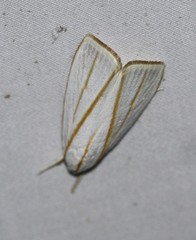 Cryptophasa flavolineata