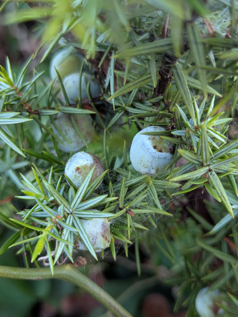 Oxycèdre à gros fruits