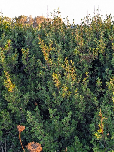 Mediterranean buckthorn