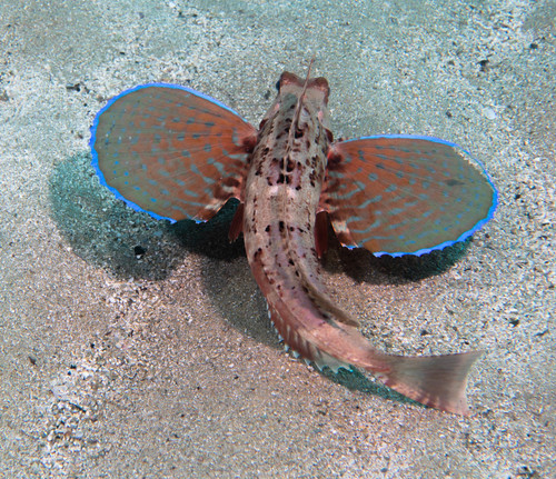 African gurnard (Chelidonichthys lastoviza) — Triglidae — 2