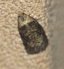 Cryptoptila australana