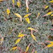 Leobordea longiflora - Photo (c) Flo, vissa rättigheter förbehållna (CC BY-NC), uppladdad av Flo