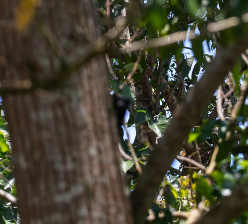 Illiger's Saddle-back Tamarin
