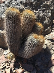 Copiapoa gigantea