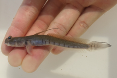 Walking Goby photo 4
