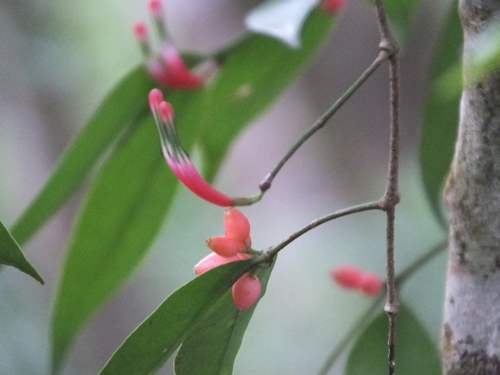 Macrosolen bibracteolatus observed 2022-01-16