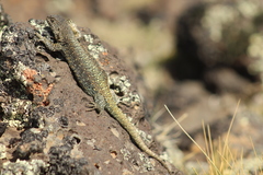 Liolaemus archeforus