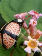 Deuterocampta cruxnigra