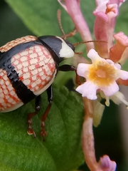 Deuterocampta cruxnigra