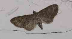 Eupithecia tripunctaria