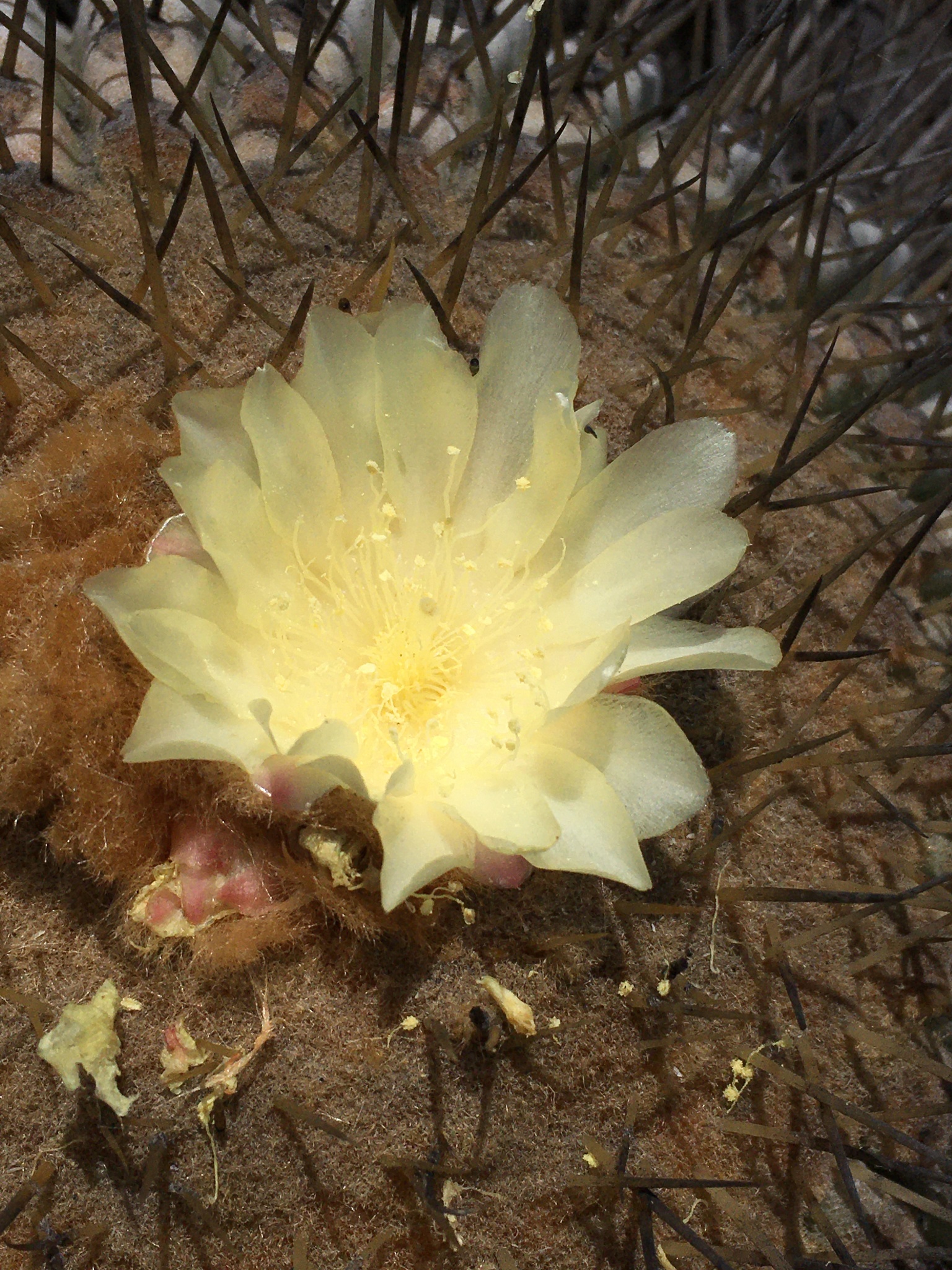 Copiapoa cinerea | Botanico Hub