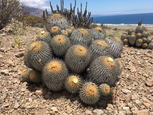 How to identify Copiapoa gigantea Backeb.