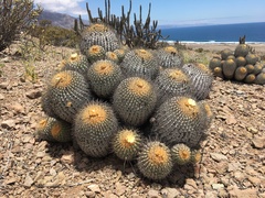 Copiapoa gigantea