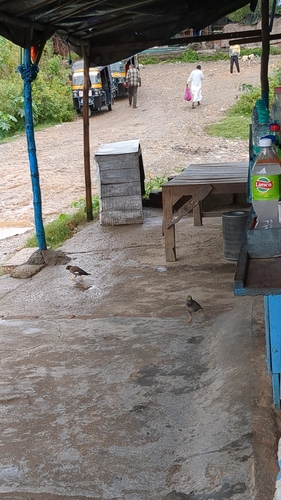 Common Myna