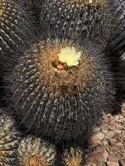 Copiapoa gigantea