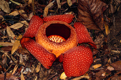 Rafflesia