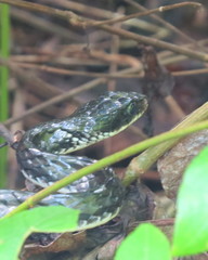 Chironius grandisquamis