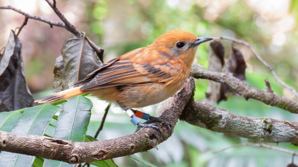 Rarotonga Monarch