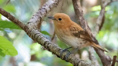 Rarotonga Monarch photo 5