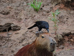 Giant Cowbird photo 5