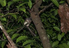 Platacanthomys lasiurus