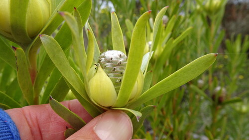 Roughleaf Conebush (Leucadendron modestum)