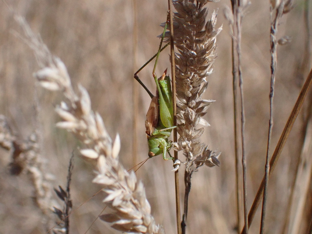 Pacific Meadow Katydid