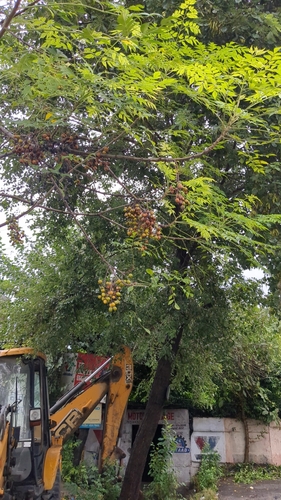 Chinaberry